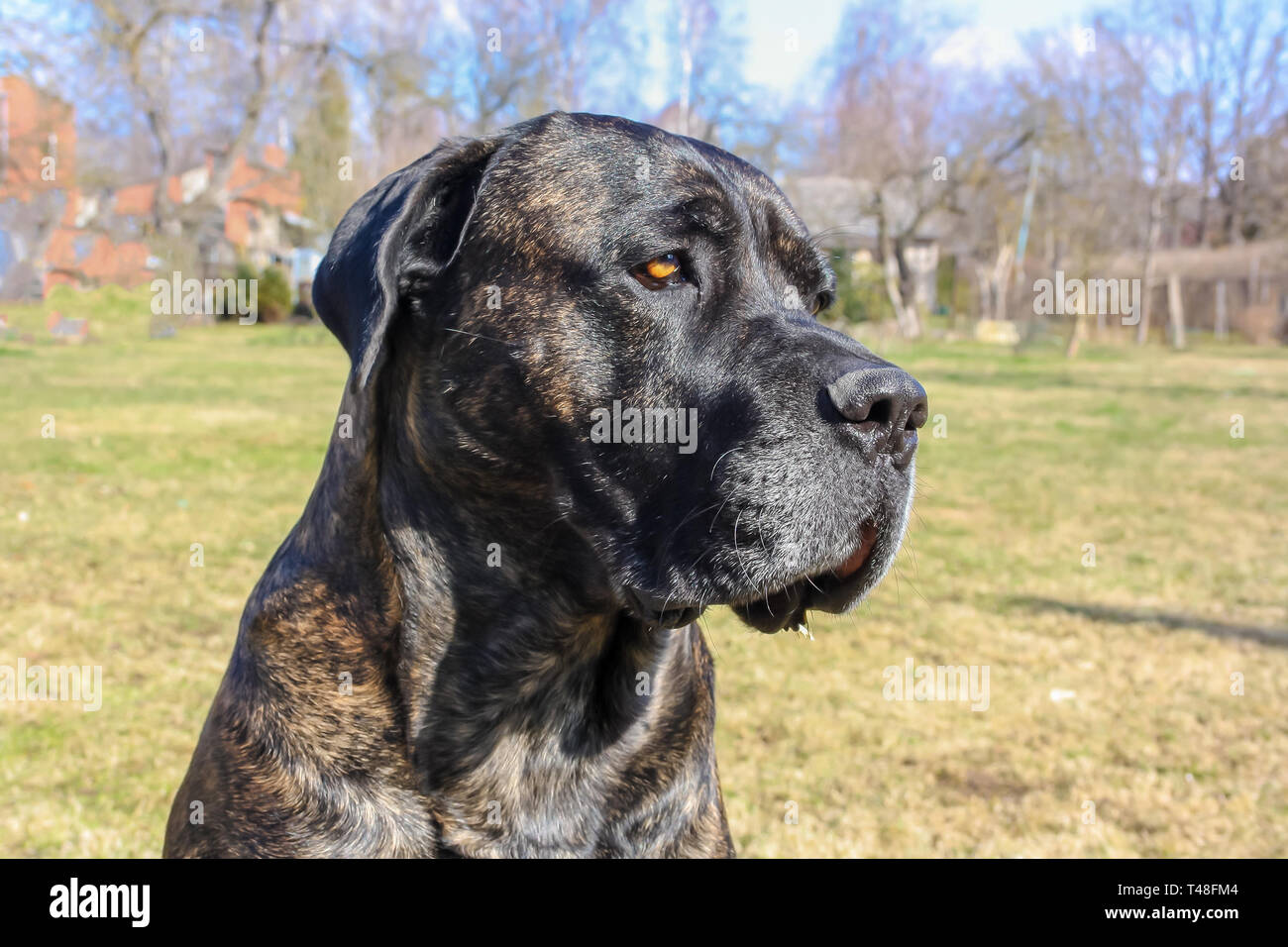 Dog Cane Corso Italian Molosser Stockfotos Und Bilder Kaufen Alamy