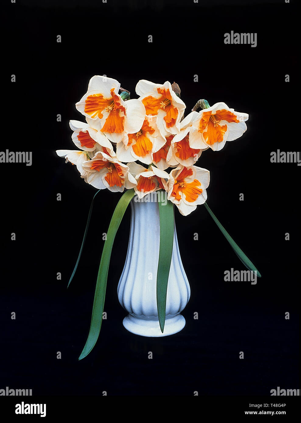 Ein Bündel Narzissen Tricollet in einer kleinen Vase und vor einem schwarzen Hintergrund. Narzisse Tricollet ist eine Abteilung 11 ein Split schalenförmig Kragen Daffodil Stockfoto