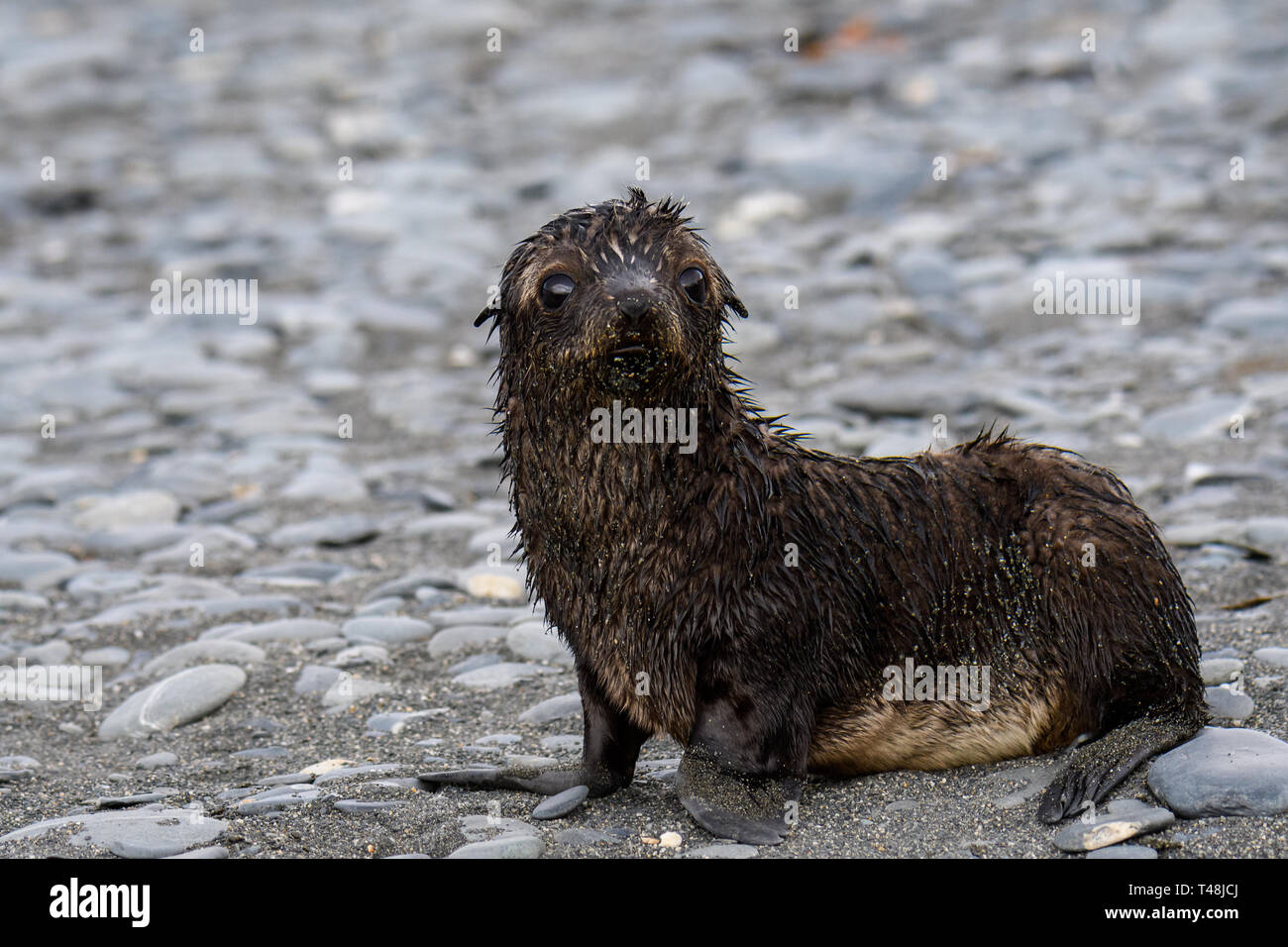 Junge, nasses Fell seal Pup, frisch aus dem Meer, auf einem Felsen und Sand Strand, Salisbury Plain, Südgeorgien Stockfoto