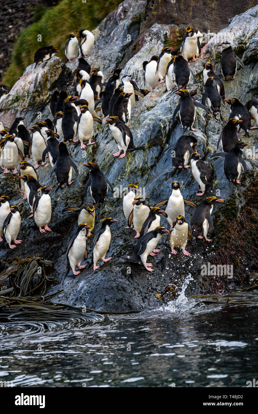 Eine Reihe von Makkaroni Pinguine unten hopping einen großen Felsen zum Meer für morgen Fütterung, Coopers Bay, South Georgia Stockfoto