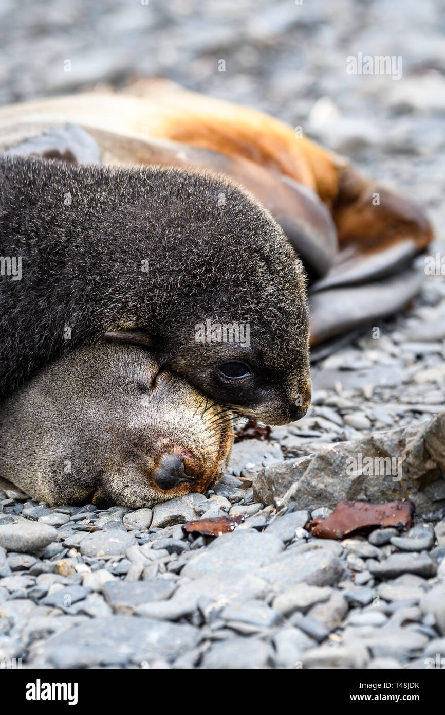 Adorable Mutter und Welpen Pelzrobben gekuschelt Schlafen auf felsigen Strand, Prion Island, South Georgia Stockfoto