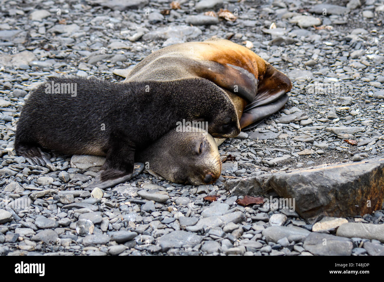 Adorable Mutter und Welpen Pelzrobben gekuschelt Schlafen auf felsigen Strand, Prion Island, South Georgia Stockfoto