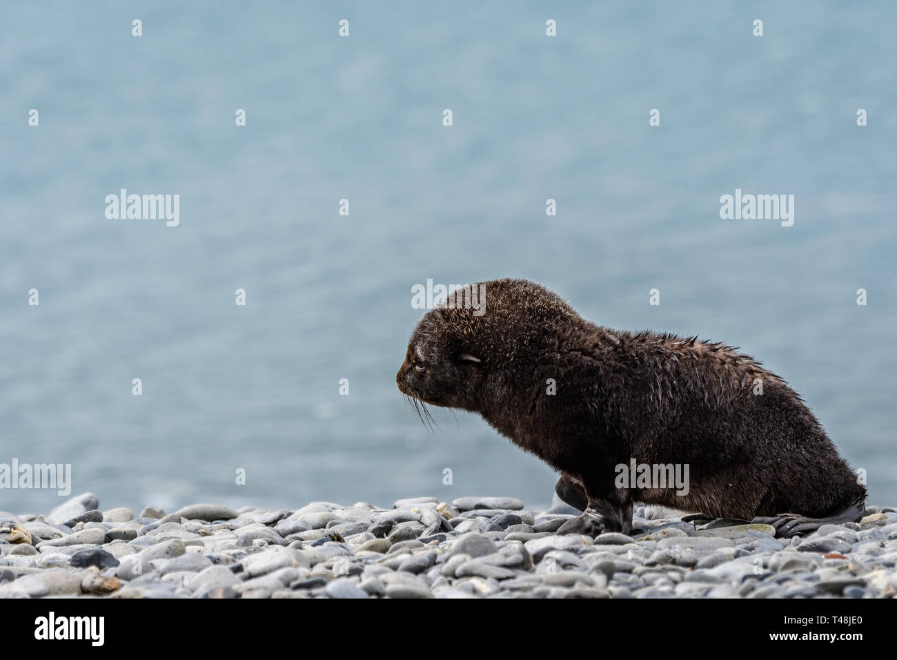 Sehr junge Fell seal Pup, auf einem felsigen Strand gegen glazialen blaues Wasser, Salisbury Plain, Südgeorgien Stockfoto