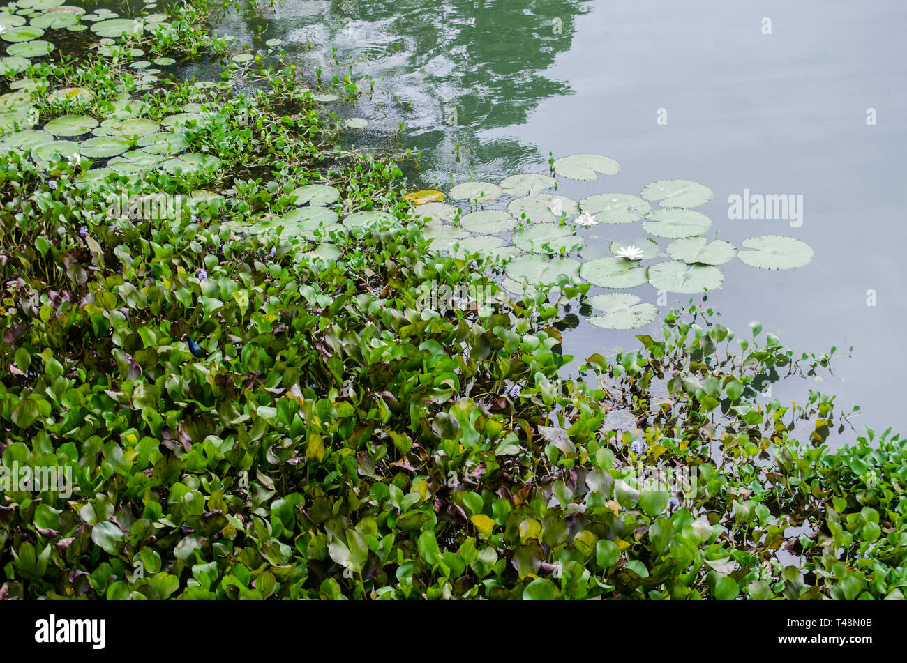 Wasserpflanzen entlang der Ufer des Chagres River in Gamboa Stockfoto