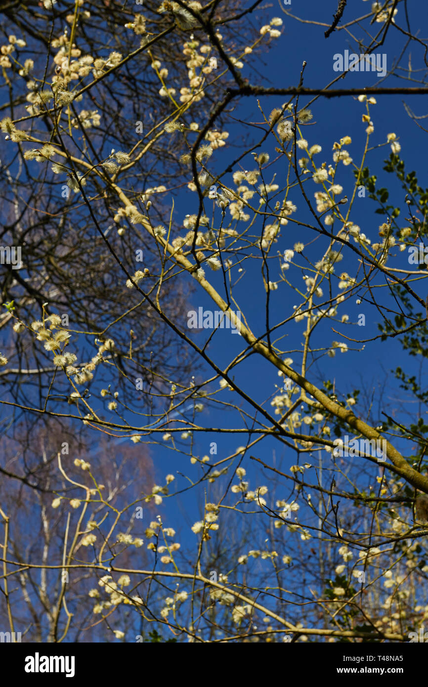 Spring Blossom gegen einen sonnigen blauen Himmel in einem Park in Surrey, England, Großbritannien, Europa Stockfoto