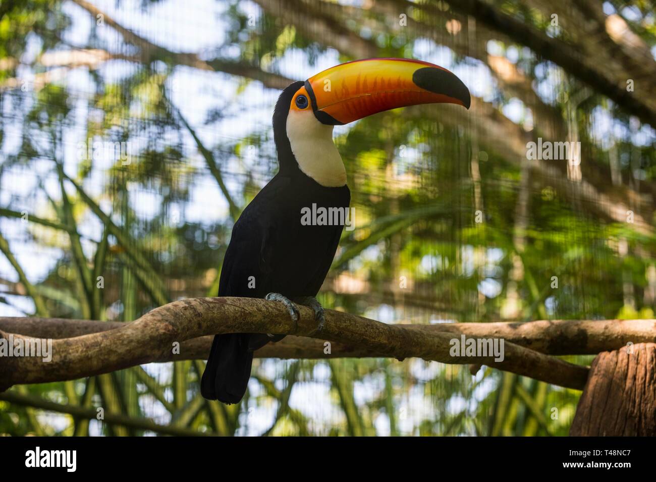 Riesentukan (Ramphastos toco), Zoo von Cayenne, Captive, Französisch-Guayana Stockfoto