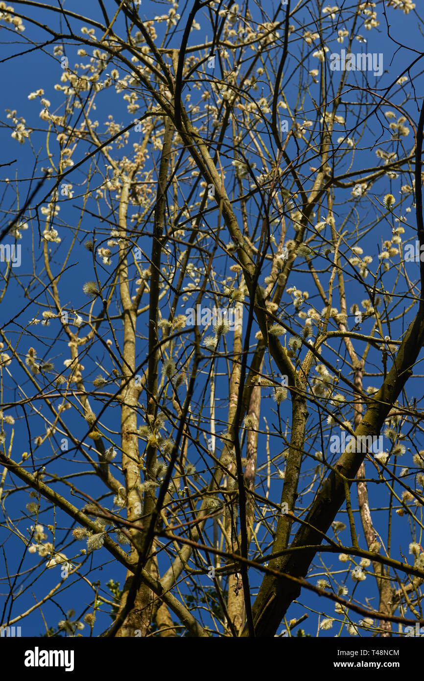 Spring Blossom gegen einen sonnigen blauen Himmel in einem Park in Surrey, England, Großbritannien, Europa Stockfoto