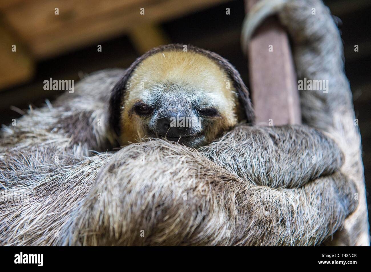 Blass Throated Faultier Bradypus Tridactylus Captive Chou Ai Rescue Center Franzosisch Guayana Stockfotografie Alamy