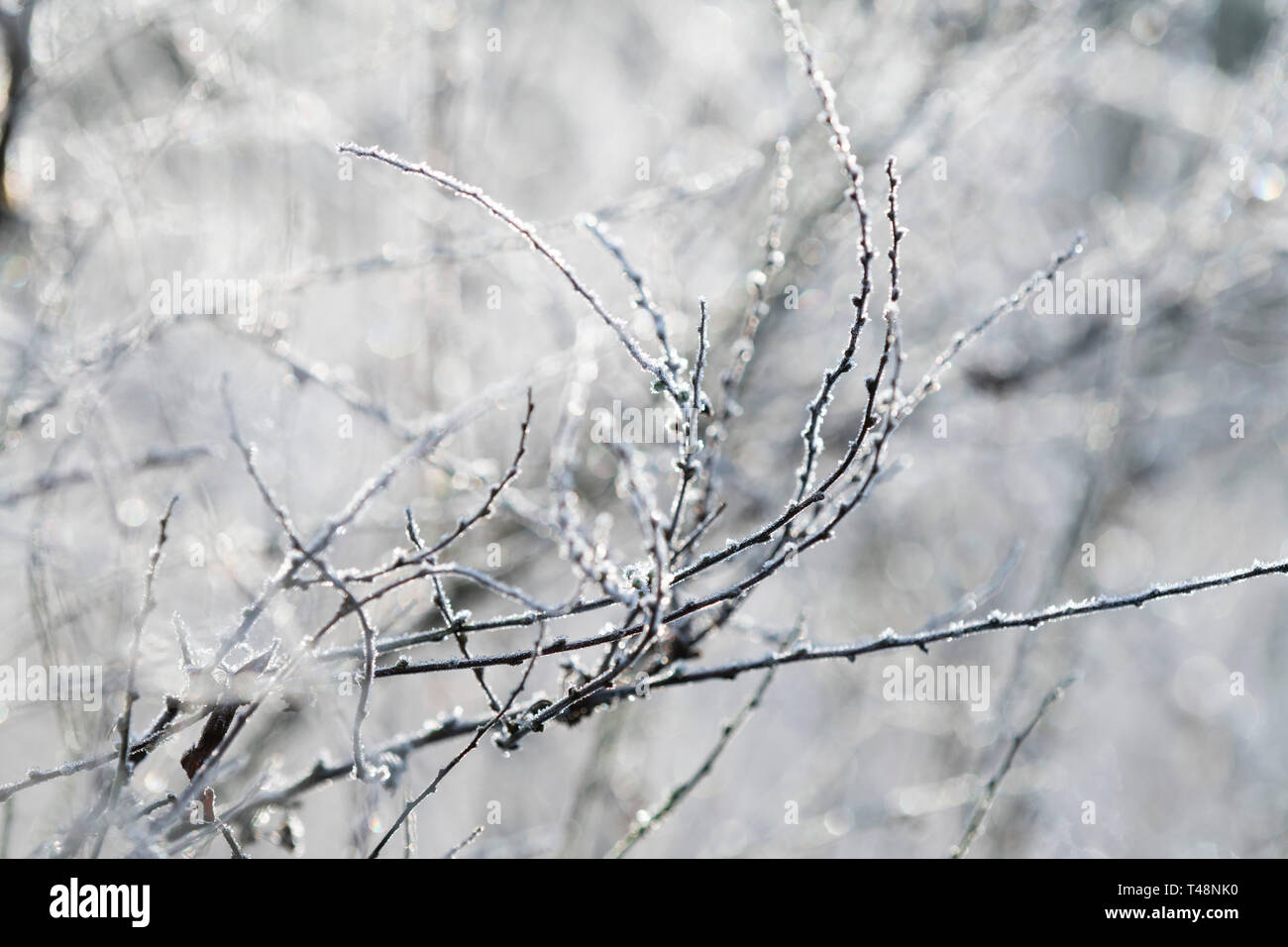 Frost überzogen Zweige im Garten in Chiswick House, Chiswick, London, UK Stockfoto