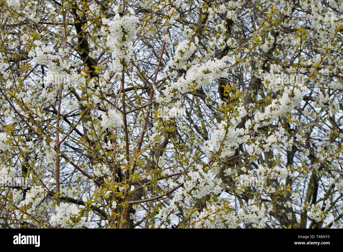 Full Frame in der Nähe von weißen Baum Blüten im Frühling Stockfoto