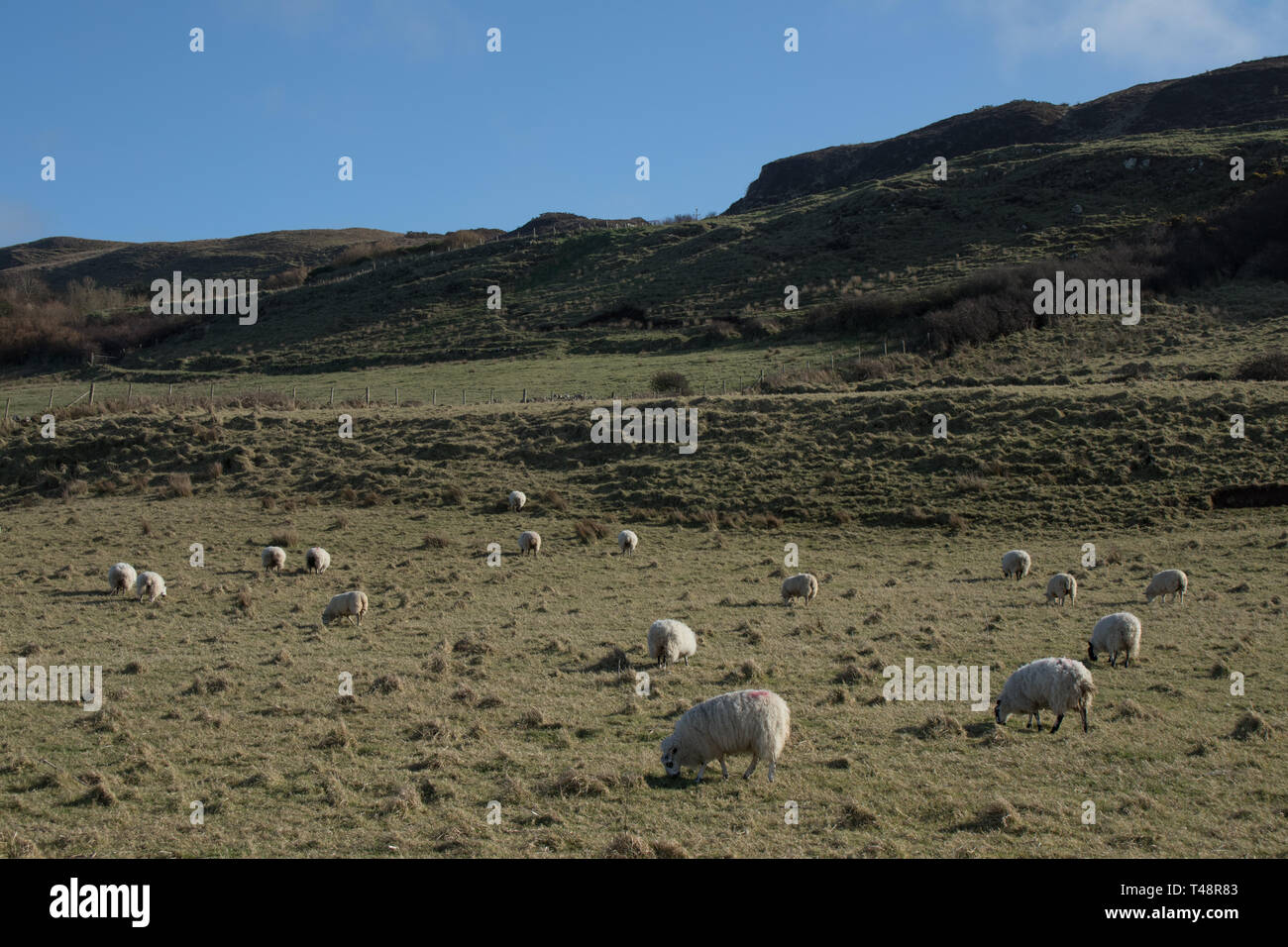 Eine Herde Schafe in der irischen Landschaft Stockfoto