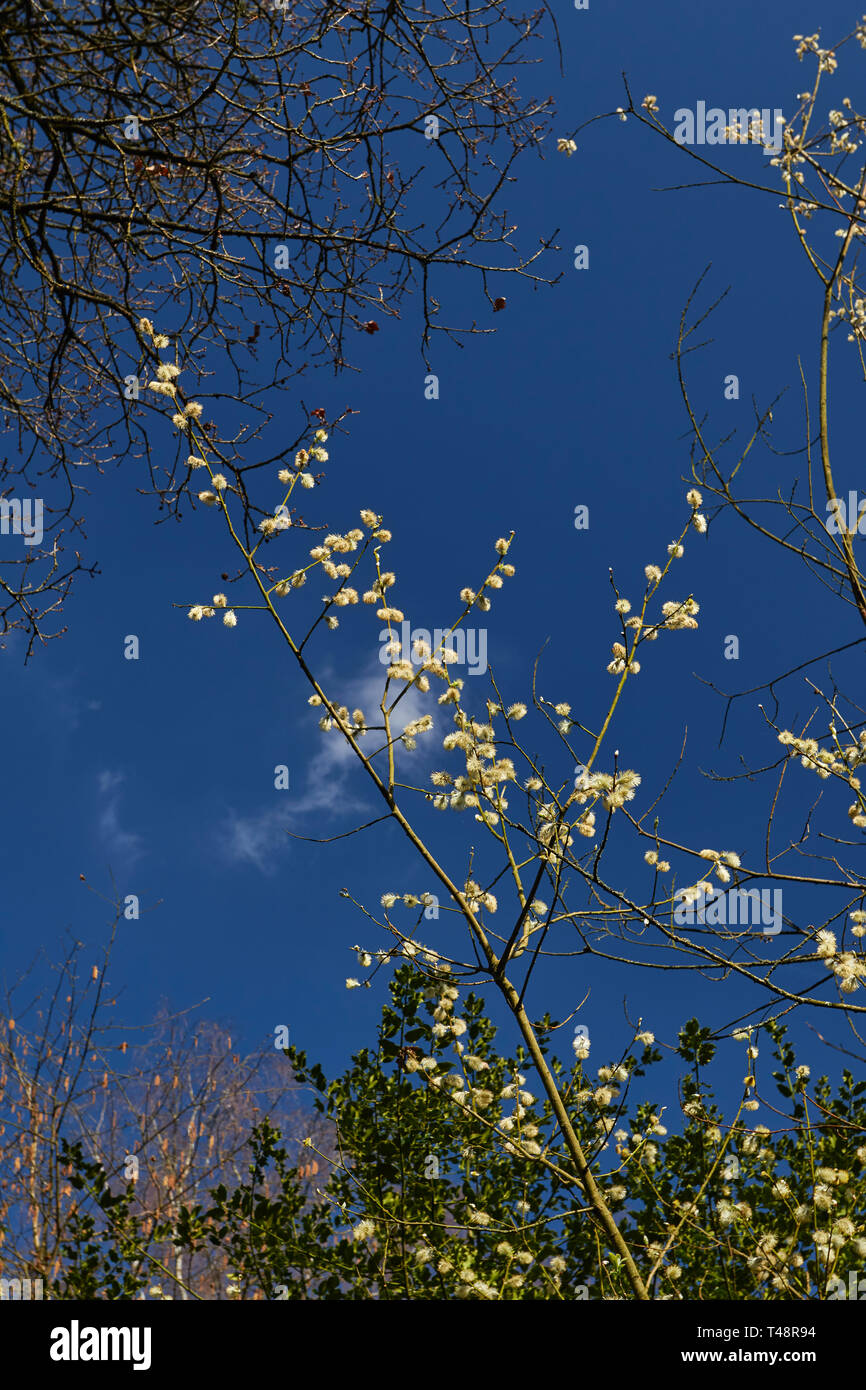 Spring Blossom gegen einen sonnigen blauen Himmel in einem Park in Surrey, England, Großbritannien, Europa Stockfoto