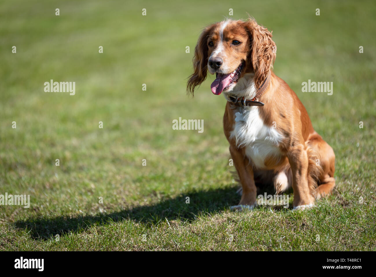 Golden Welsh Springer Spaniel hund auf Ogmore durch Meer Strand Stockfoto