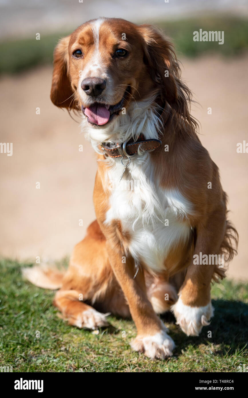 Golden Welsh Springer Spaniel hund auf Ogmore durch Meer Strand Stockfoto