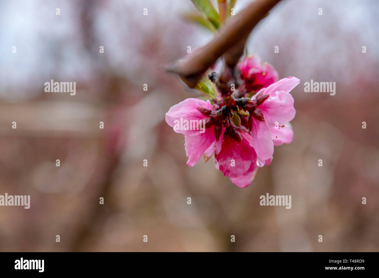 Pfirsich, rosa Blüten mit Regen fällt auf die blütenblätter Close-up auf einem verschwommenen Hintergrund. Berge von Galiläa. Israel Stockfoto