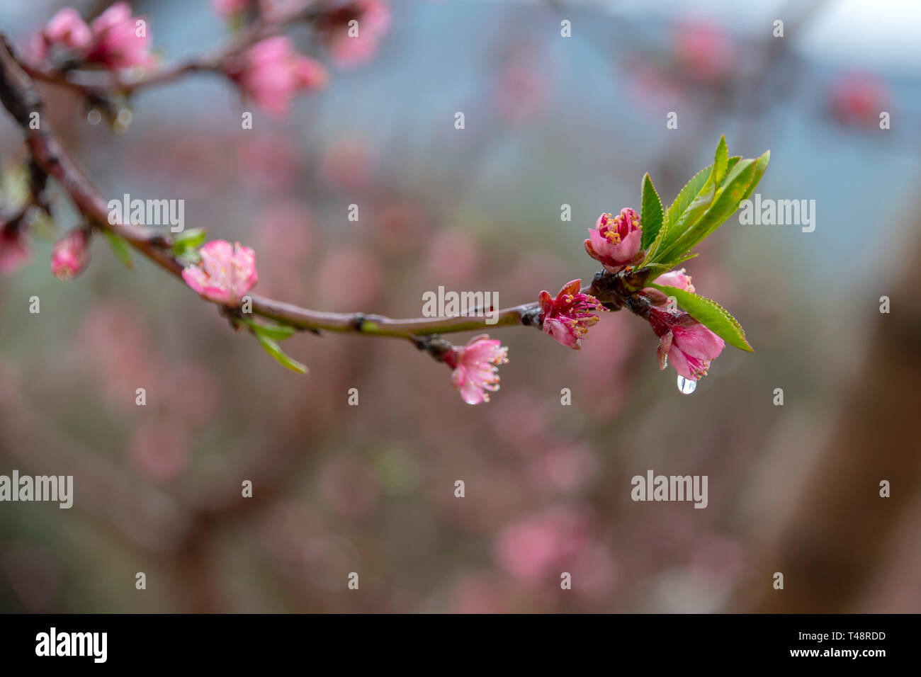 Pfirsich, rosa Blüten mit Regen fällt auf die blütenblätter Close-up auf einem verschwommenen Hintergrund. Berge von Galiläa. Israel Stockfoto