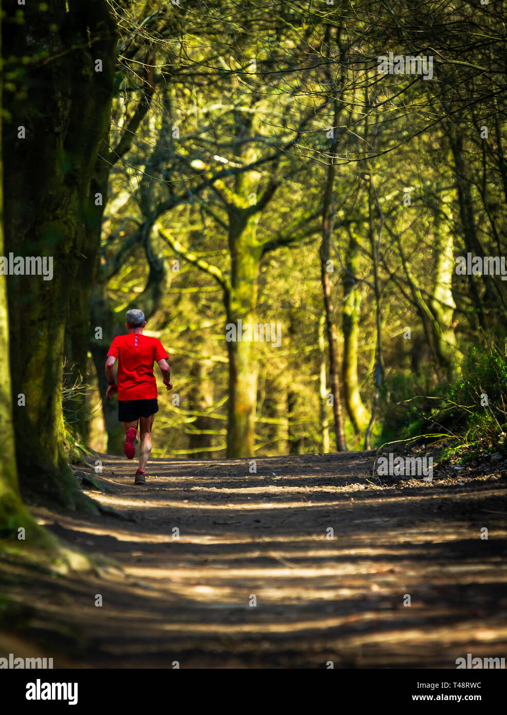 Einsamer Spitzenreiter in den Wald Stockfoto
