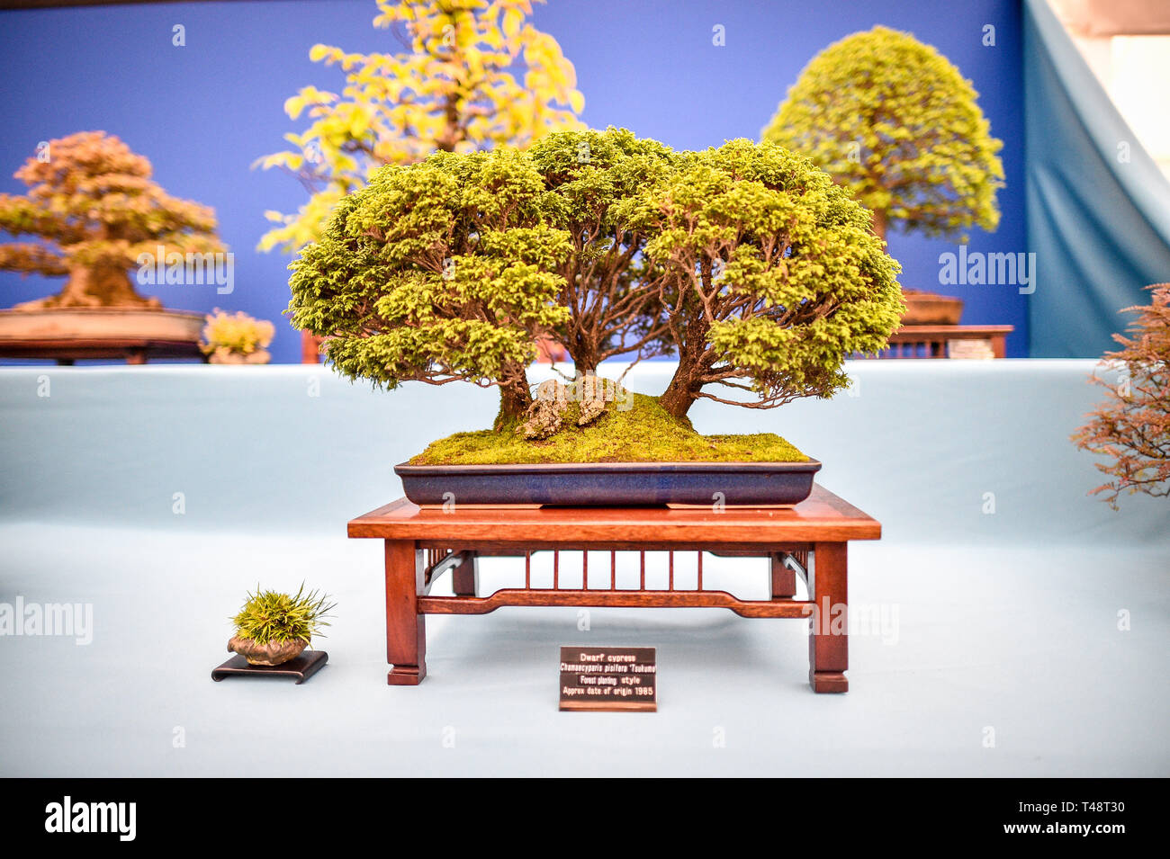 Cypress Bonsai Tree Stockfotos und -bilder Kaufen - Alamy