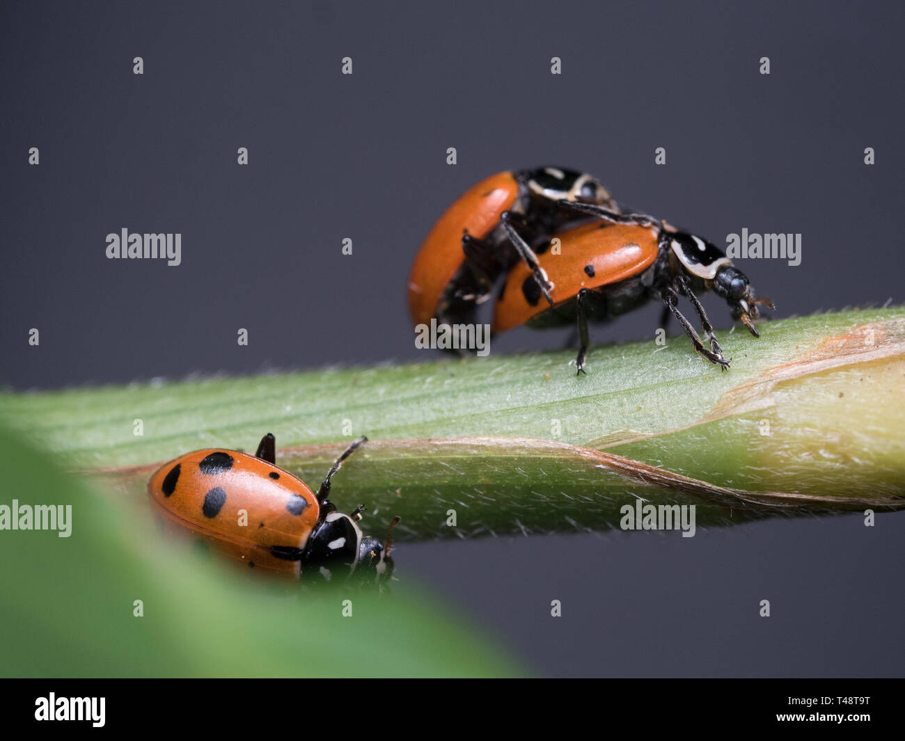 Marienkäfer Käfer Paarung Stockfoto