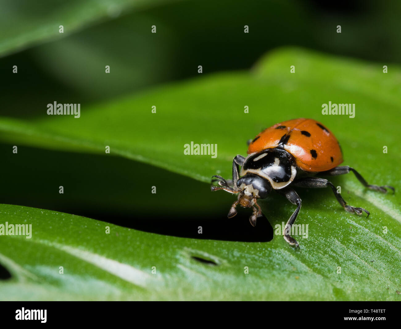 Marienkäfer kriecht auf einem Blatt Stockfoto