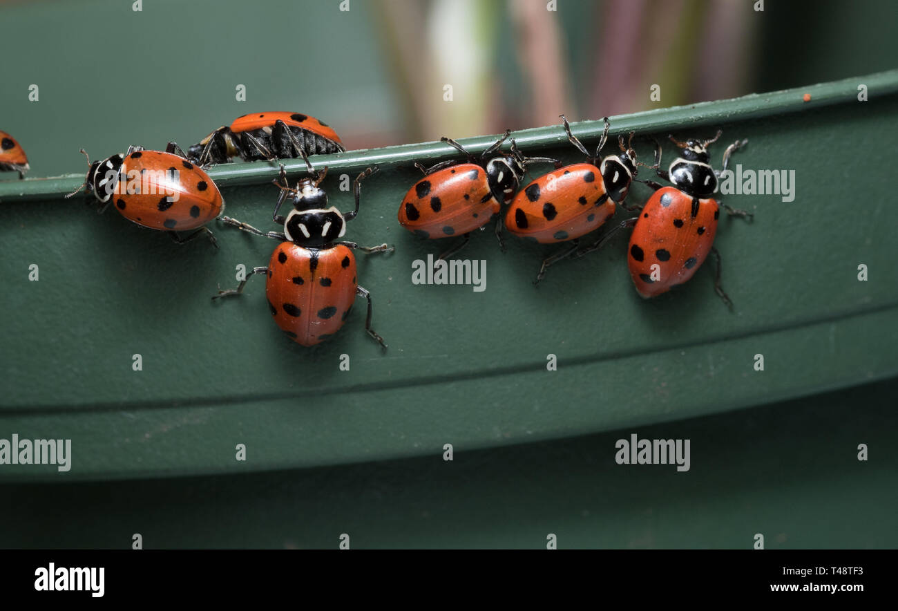 Eine Gruppe Marienkäfer kriechen am Rand von A Pflanztopf Stockfoto