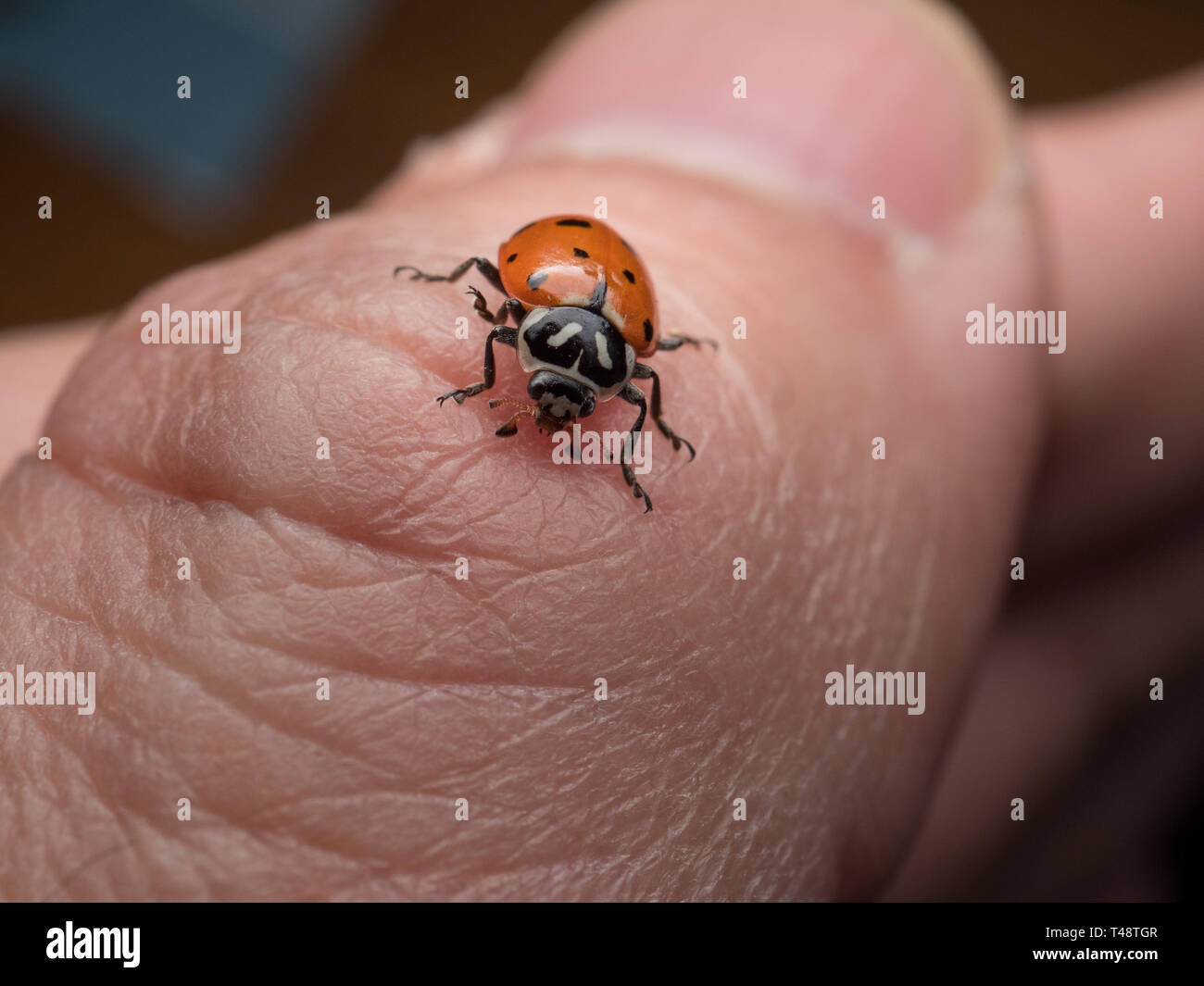 Ein Marienkäfer auf die Hand eines Mannes Stockfoto