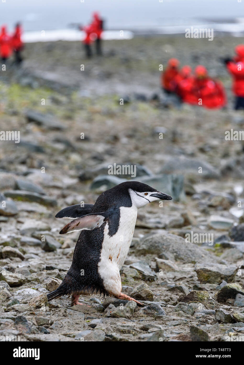 Zuversichtlich Zügelpinguin hinunter schreiten Rocky pinguin Autobahn auf Half Moon Island in der Antarktis, Touristen in roten Mänteln im Hintergrund Stockfoto