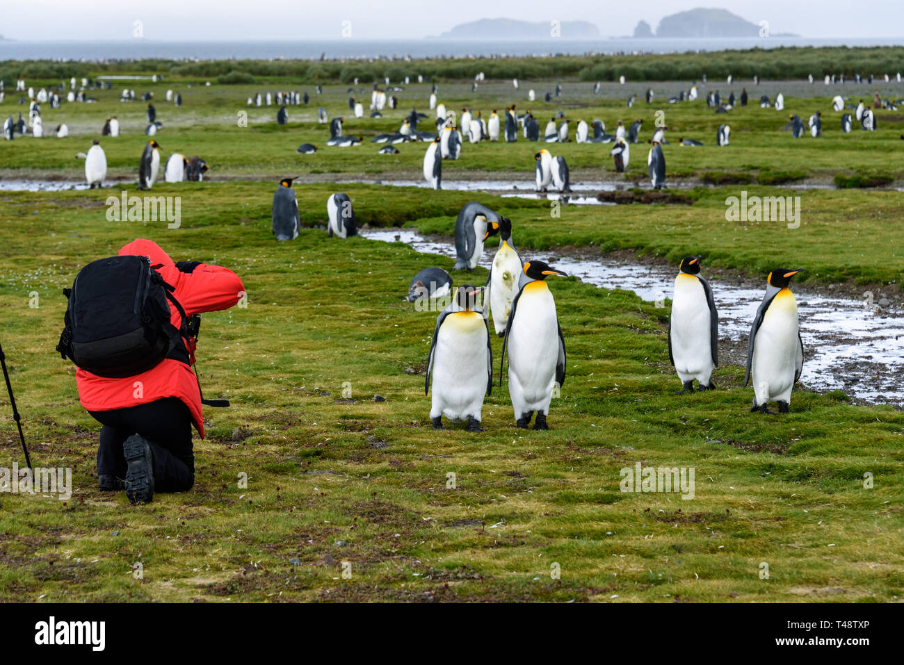Fotograf in roten Rock mit schwarzer Rucksack kniend und die Bilder von König Pinguine auf Salisbury Plain, Südgeorgien Stockfoto