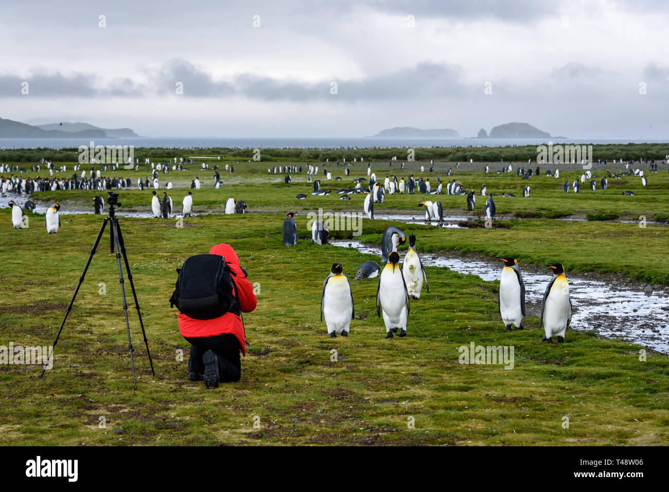 Fotograf in roten Rock mit schwarzer Rucksack und Stativ kniend und die Bilder von König Pinguine auf Salisbury Plain, Südgeorgien Stockfoto
