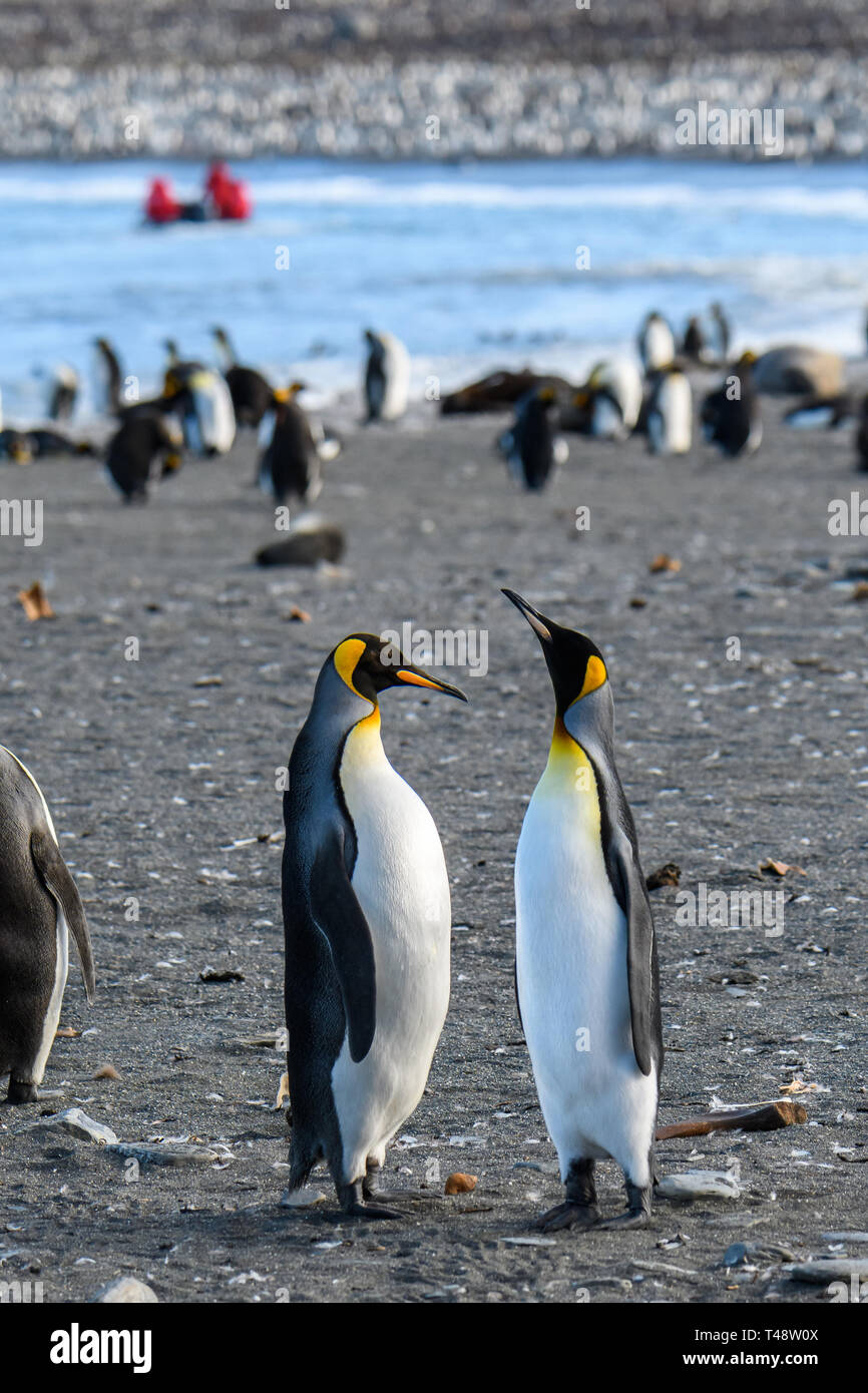 Paar Königspinguine hoch und Verklebung, in eine große Kolonie von Pinguinen, am Strand von St. Andrews Bay, South Georgia, Schlauchboot mit t Stockfoto