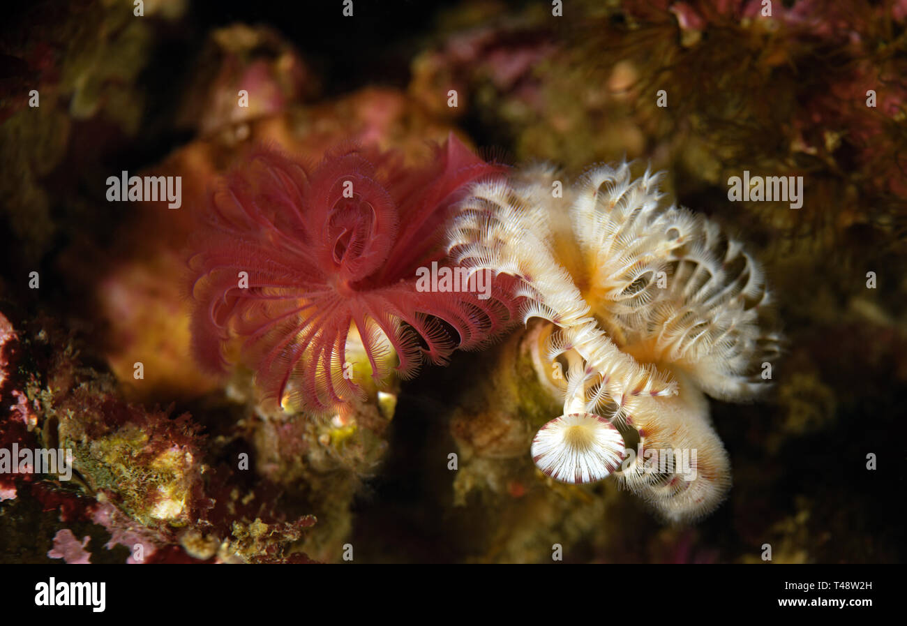 Serpula Columbiana Stockfoto