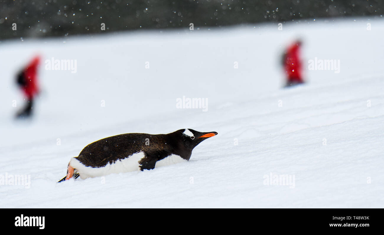 Gentoo Pinguin Bauch schieben bis Schneefeld pinguin Autobahn auf Danco Island in der Antarktis, Touristen in roten Mänteln im Hintergrund Stockfoto