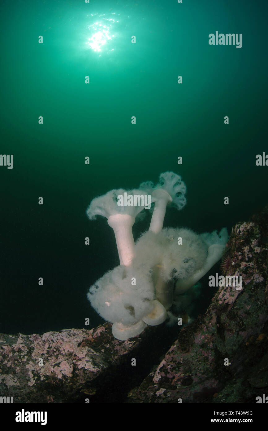 Anemonen und Sunball Stockfoto