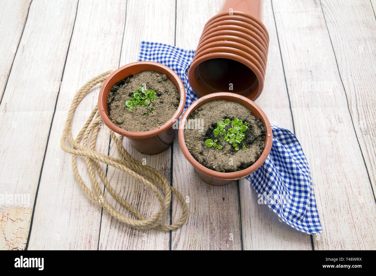 Keimlinge von begonien wächst in Kunststoff Töpfe. Wachsende ornamentalen Blumen Stockfoto