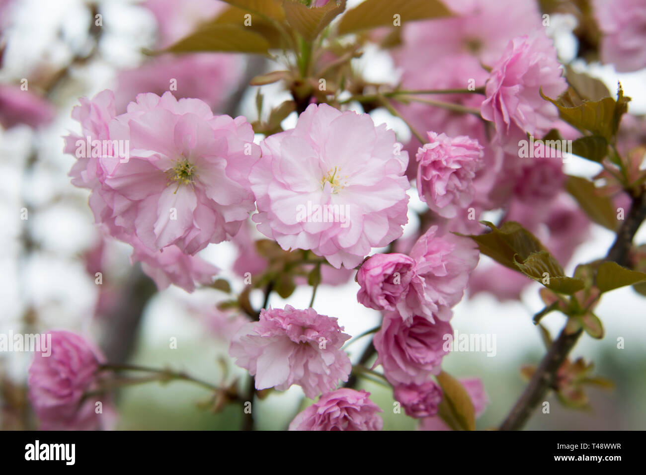 Kwanzan Kirschblüten Stockfoto