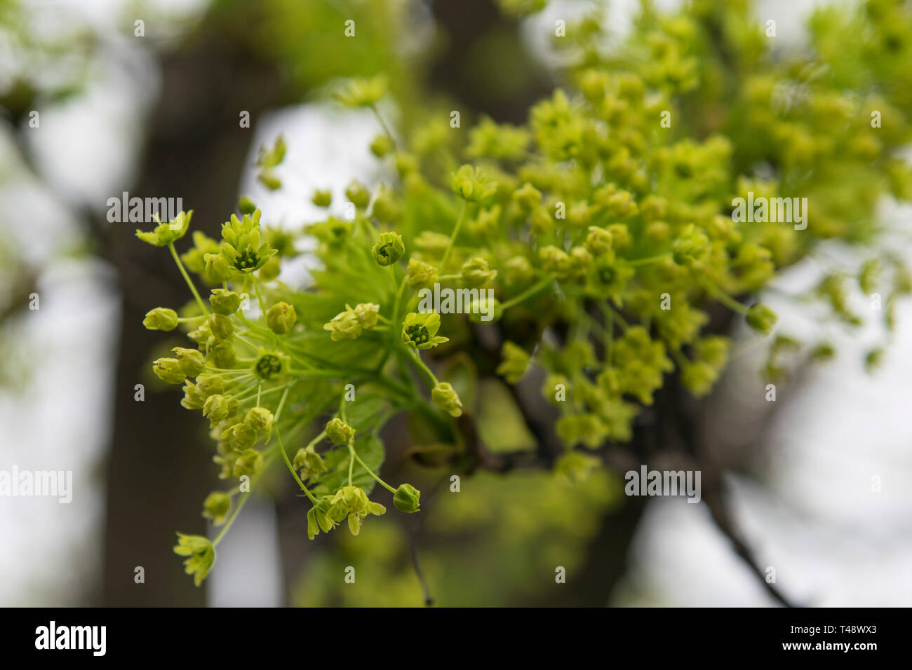 Ahorn Baum Pollen Stockfoto