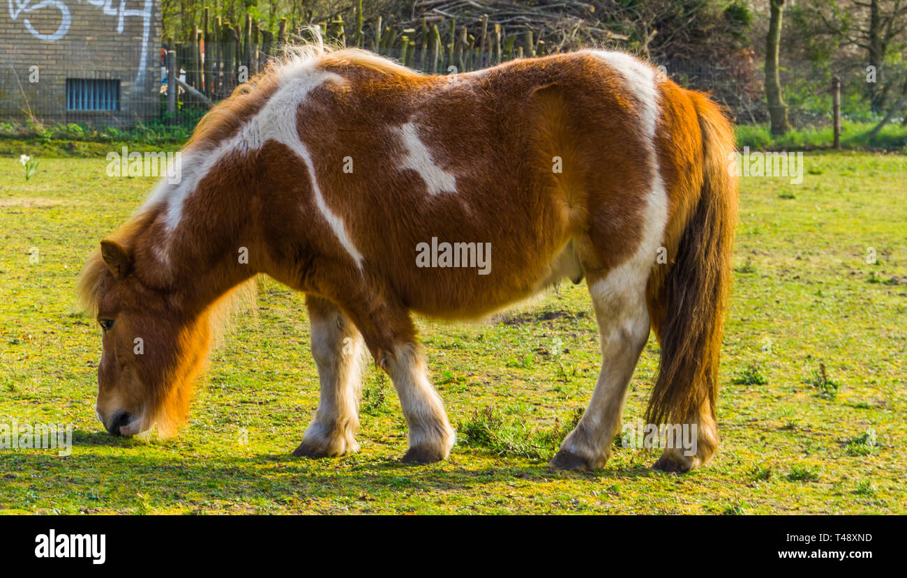 Nahaufnahme einer braunen mit kleinen weißen Pferde grasen auf der Weide Stockfoto