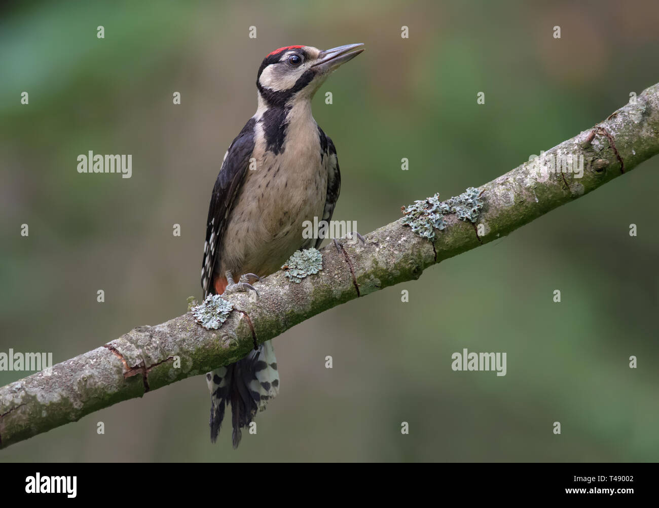 Junge Buntspecht auf einer kleinen im Alter von Flechten bedeckt Niederlassung in einem Wald gehockt Stockfoto