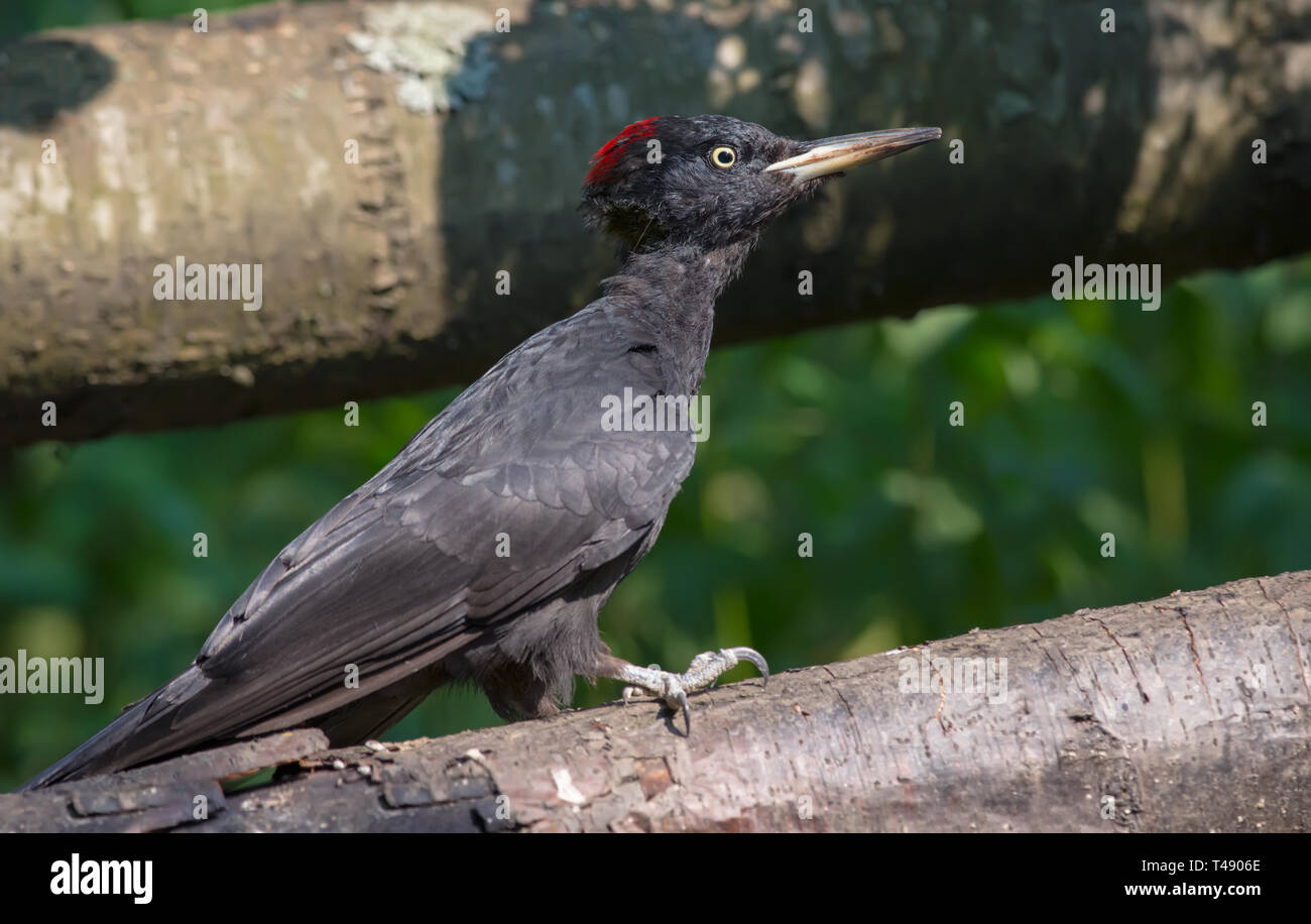 Weibliche Schwarzspecht klettern auf einem gefallenen Baumstamm Stockfoto