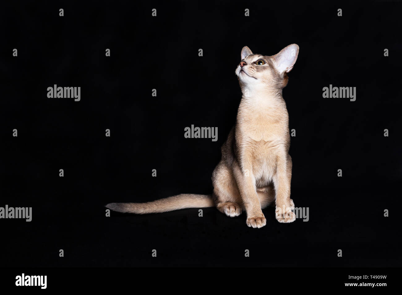 Junge blau Abessinier Katze sitzt auf schwarzem Hintergrund Stockfoto