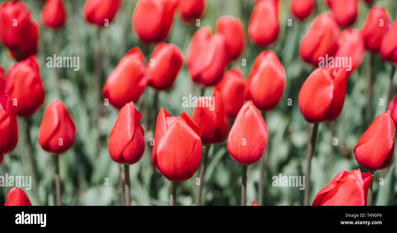 Schöne bunte Tulpen Blumen Hintergrund im Frühjahr. Stockfoto