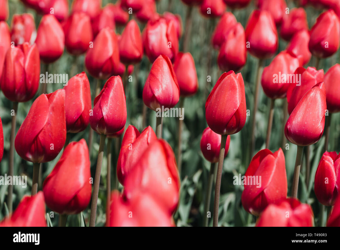 Schöne bunte Tulpen Blumen Hintergrund im Frühjahr. Stockfoto