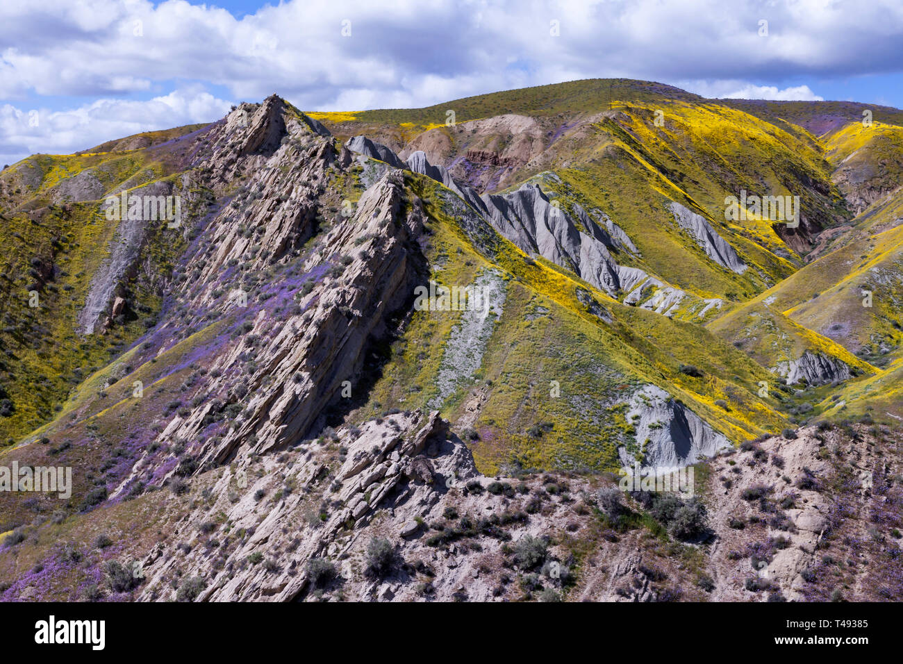 Wildblumen Abdeckung ein Outcropping entlang Entlang der temblor Sortiment bei der Carrizo Plain National Monument. Stockfoto