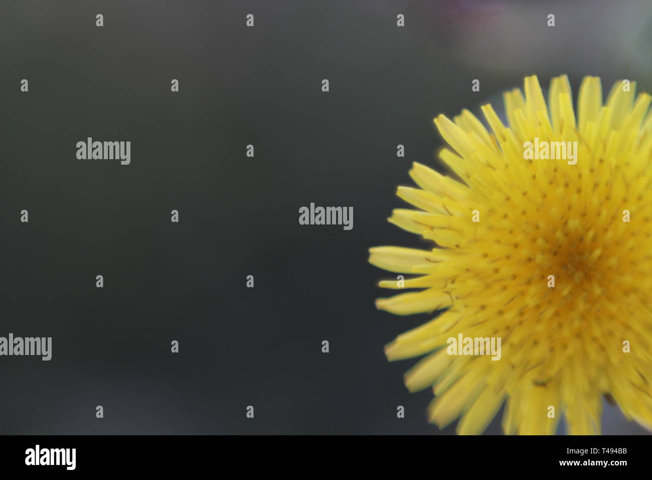 Sonnenblumen in voller Blüte Stockfoto