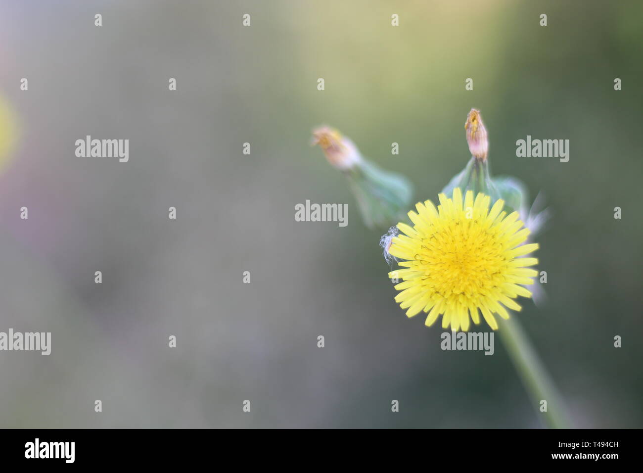 Gelbe Blumen in voller Blüte Stockfoto