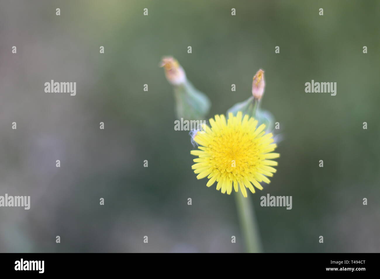 Gelbe Blumen in voller Blüte Stockfoto