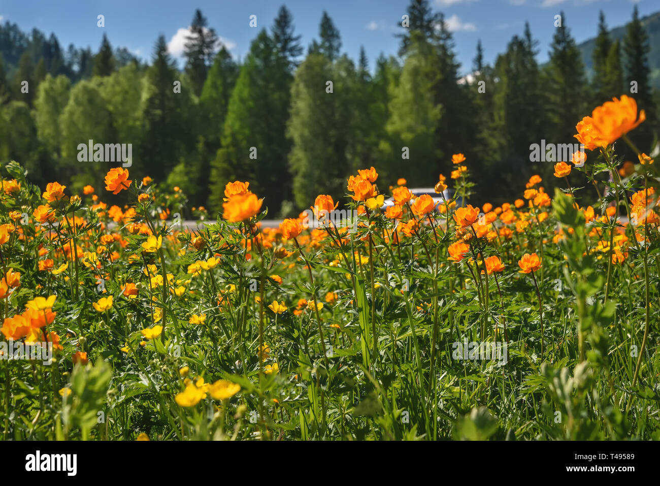 Erstaunlich hell orange Blüten von Trollius asiaticus auf der grünen Wiese schließen sich gegen einen unscharfen Hintergrund von Wald und Berge Stockfoto