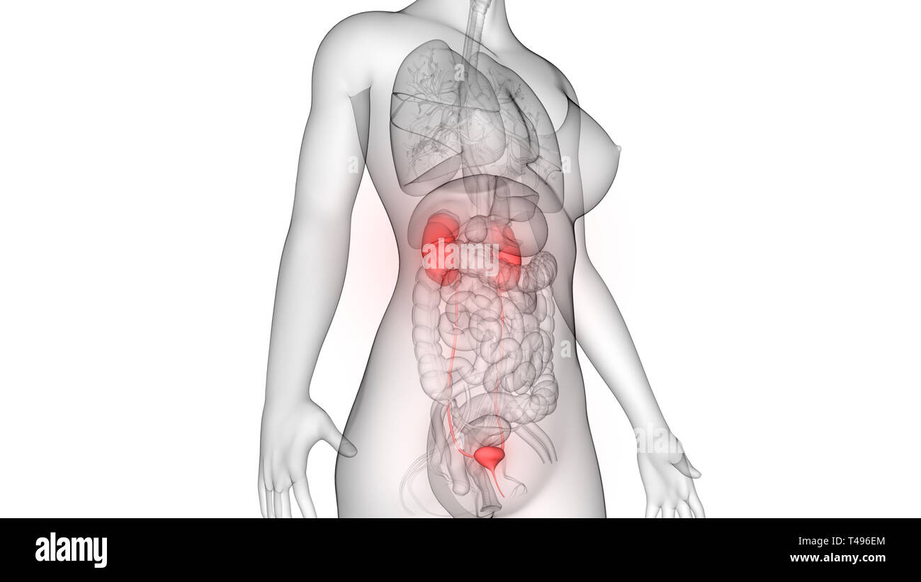 Weibliche Anatomie Nieren und Harnwege Stockfoto