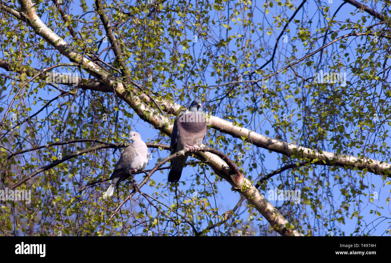 Woodpigeon und Collared Dove Stockfoto