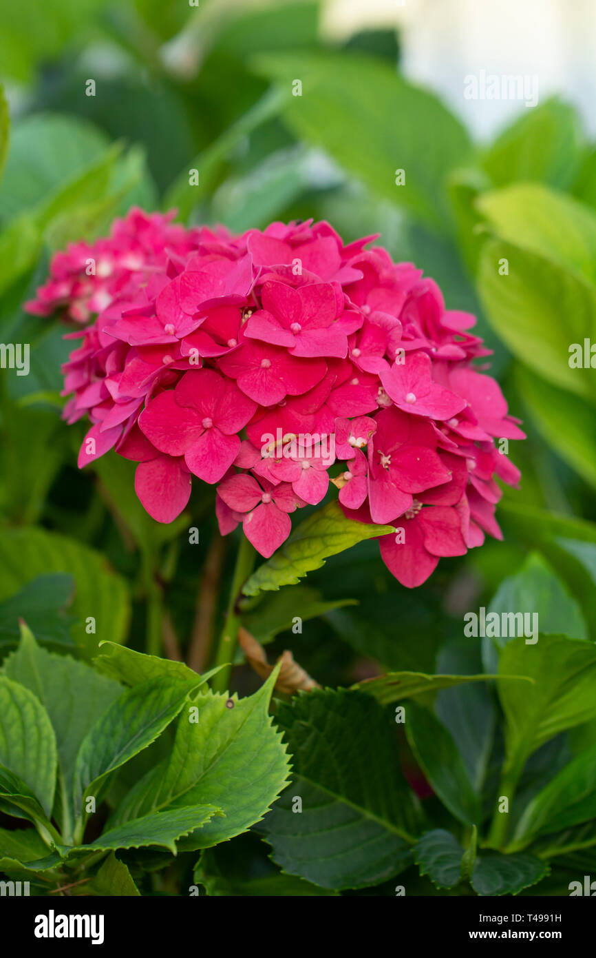 Rosa Hortensia Blumen Stockfoto